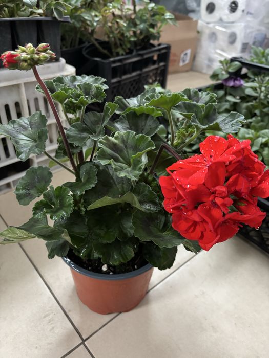 Мушкато, сакъзчета, маргаритки