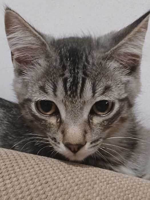 Кошка, 6 месяца.