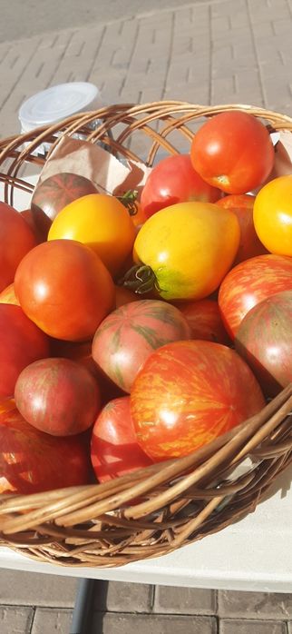Помидоры дачные продам