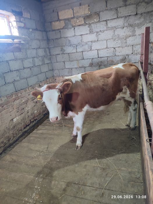 Телка , кашар 1 год
