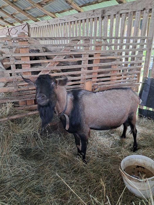 Tap de vanzare de rasa