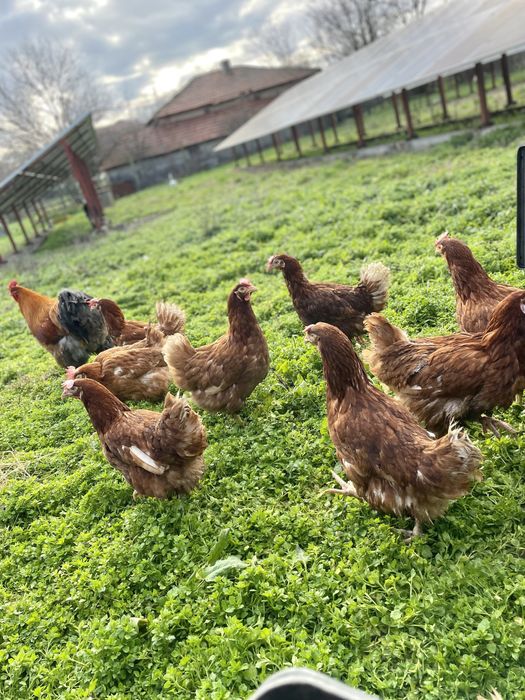 Кокошки носачки за яйца