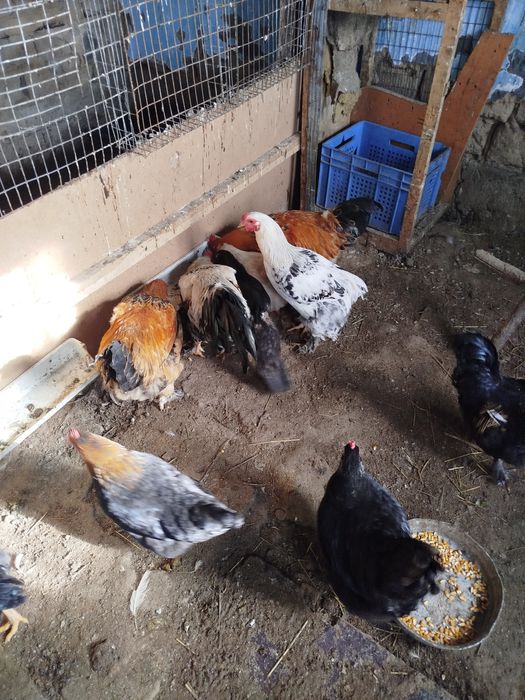 Куры петухи домашние