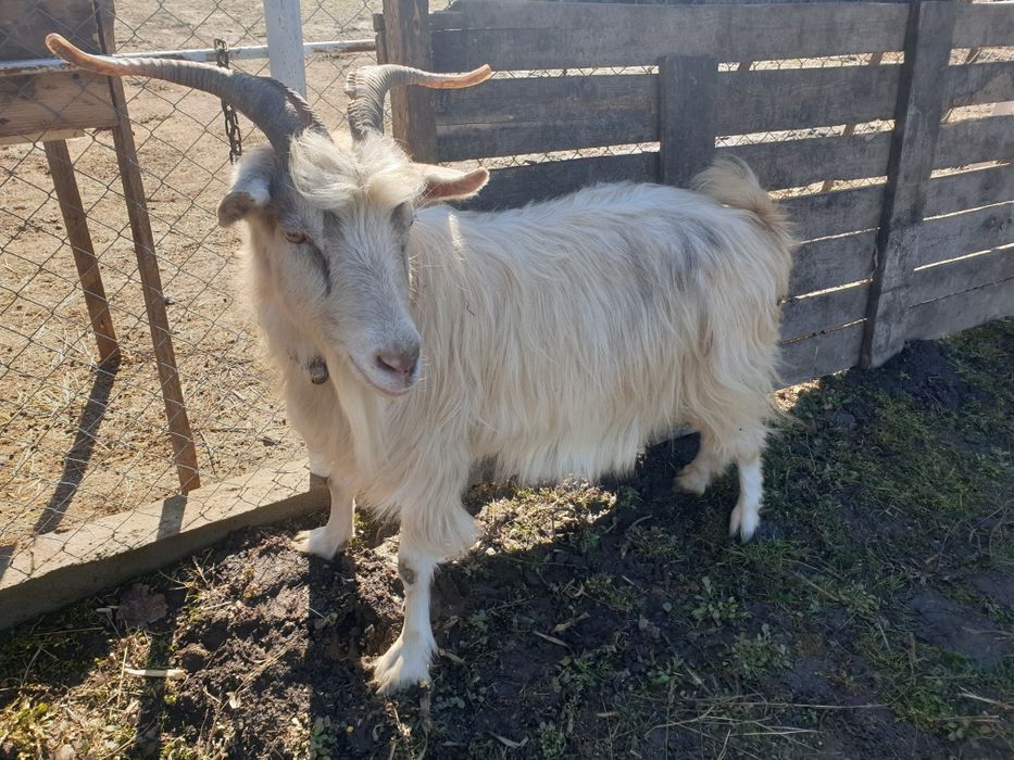 Capră Alba sanel