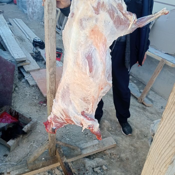 Ешкы сатылады соятын