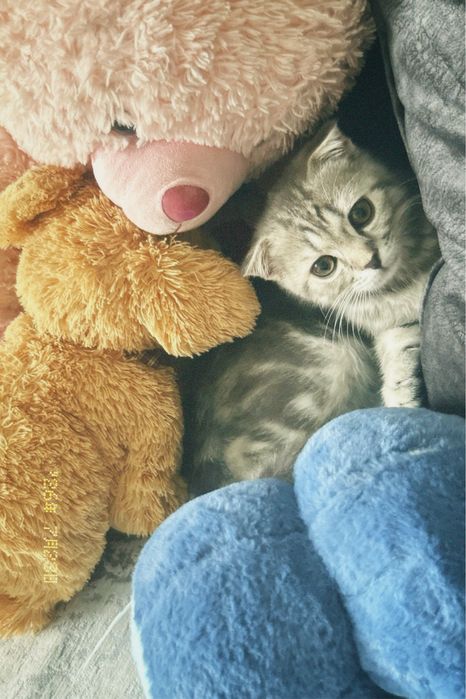 Британский котёнок в добрые руки