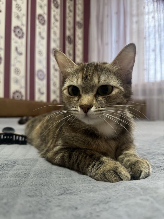 Отдаю кошечку в добрые руки