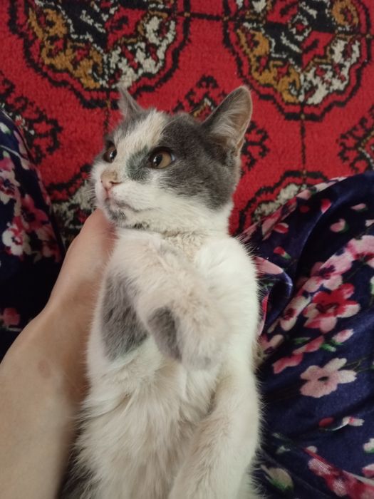 Toza uy mushugi pokiza