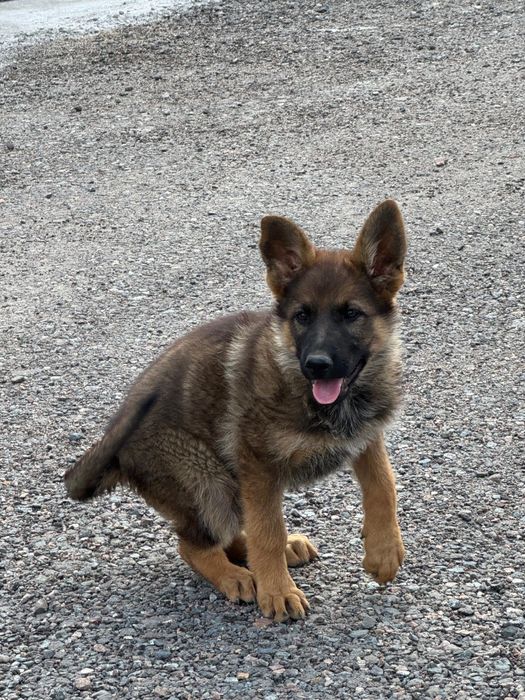 Продам щенков немецкой овчарки