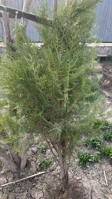 Продам Туя есть 2 шт