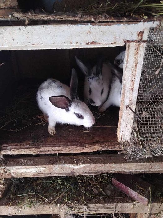 Продам кролей ...