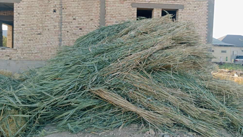 Камыс 270 теге шымкет