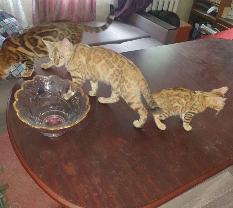 Продам Бенгальскую кошку