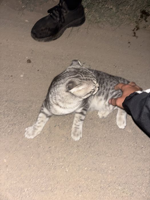 Кошка.