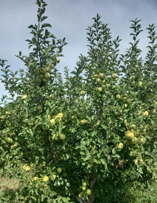 Яблоневый сад, 5 гектаров