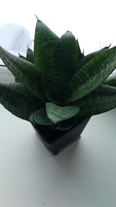 Цветы цветы цветы цена 500тенге