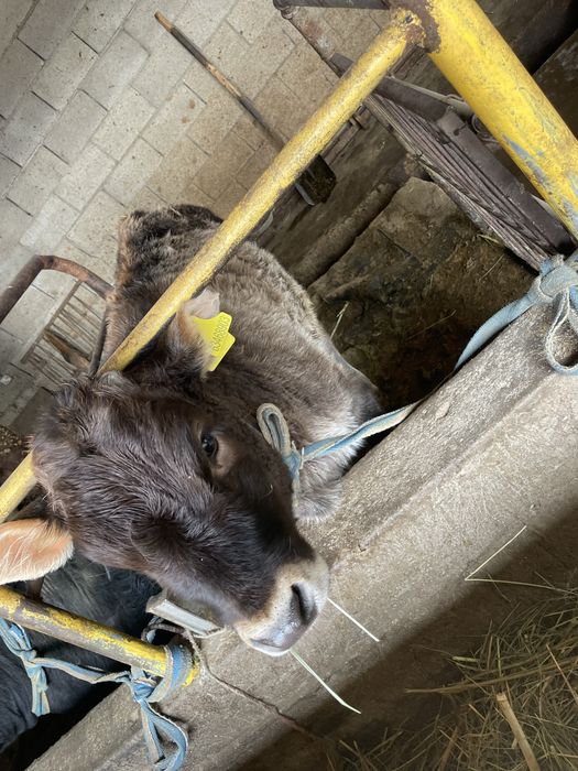 Бузау Телонок 4 айлык ургашы