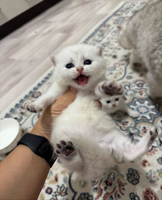 Продается шиншилы котята