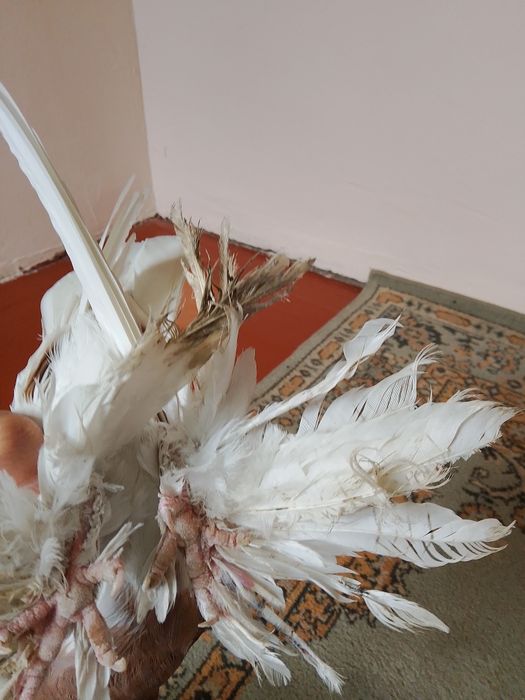 Голуби .птицы .капканы