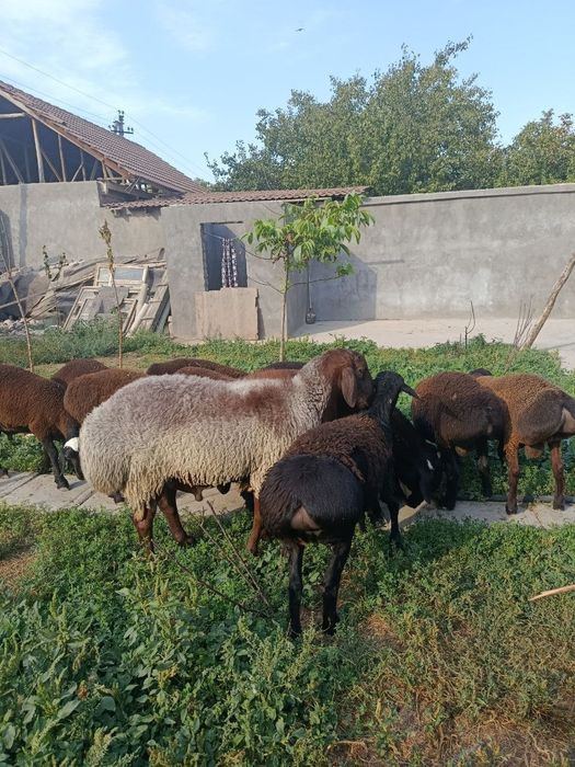 Продается Гучкар Гиссарский