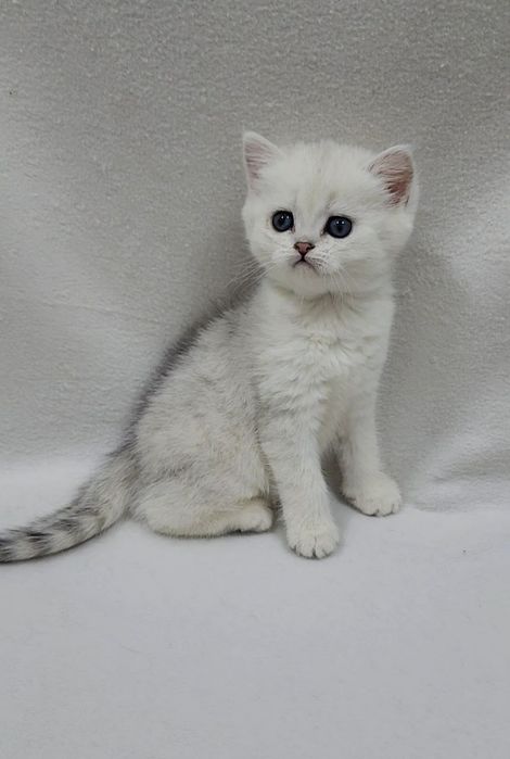 Скоттиш страйт серебристая шиншила табби девочка