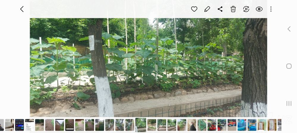 Манзарали павлония дарахти нихоли