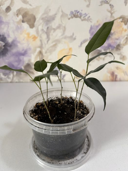 Фикус Бенджамина