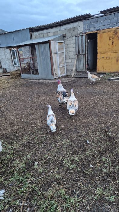 Продам индюка и индюшек .