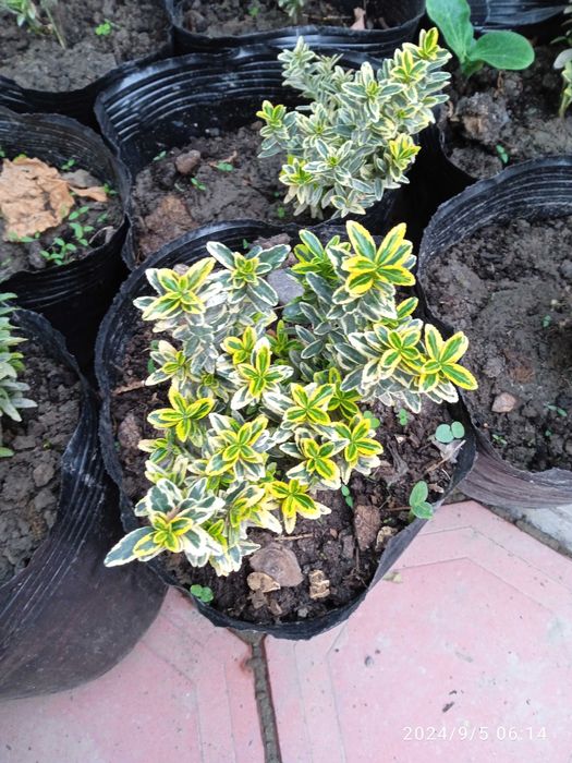 Shamshod IZGRID beeline