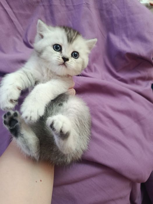 Продаются котята серебристые шиншиллы