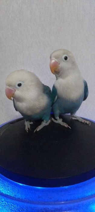 Неразлучник попугай сотилади донаси (штук) 500.000 сумдан