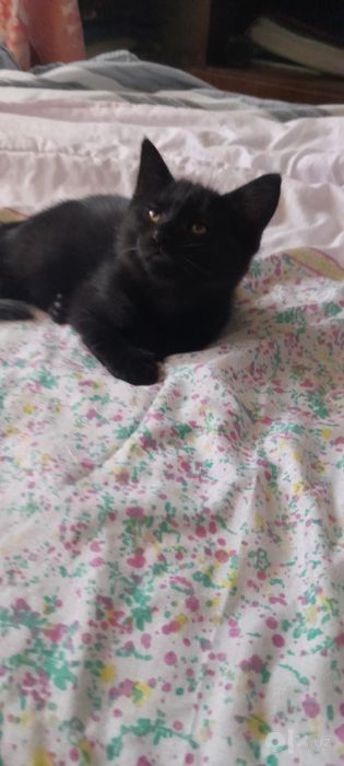 Отдам котят даром в добрые руки