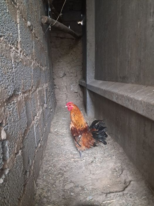 Японский қораз сатылады