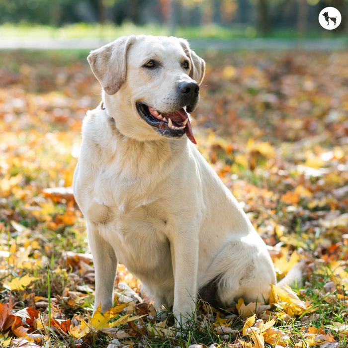 Labrador it sotiladi, toza zotli, pasporti bor, emlangan