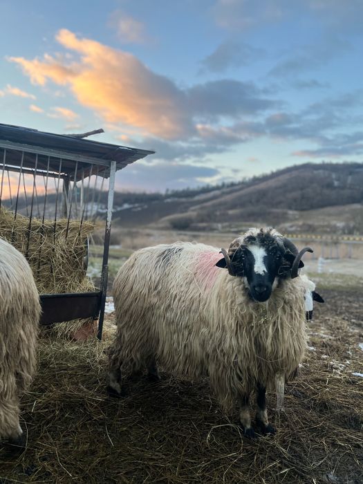 3 berbecuți noatini