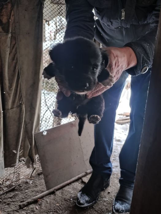 СРОЧНО ищят добрые руки