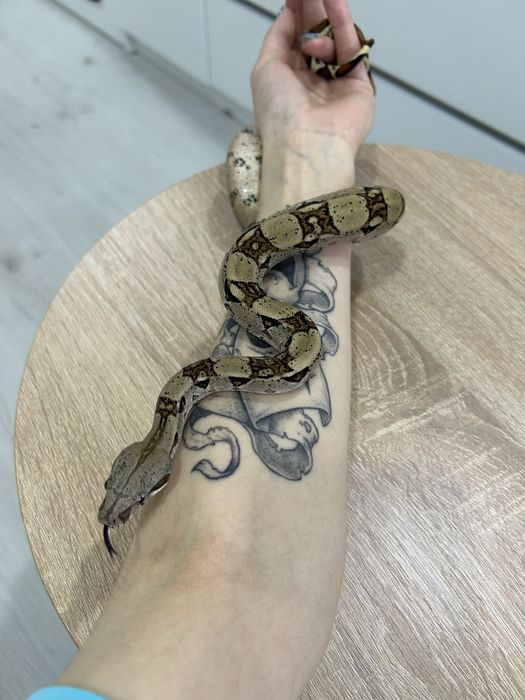 Императорский удав.