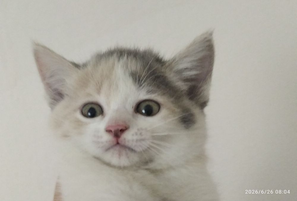 Котенок девочка трехцветка