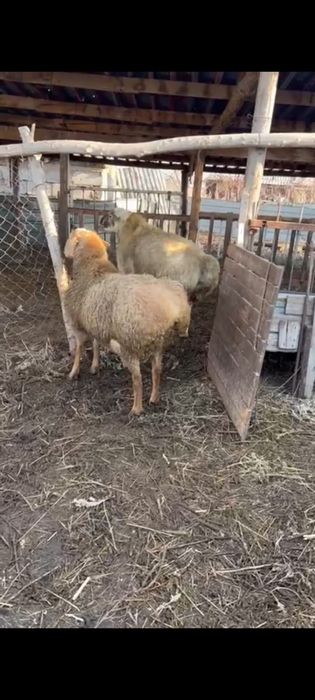 Кошкары крупные срочно