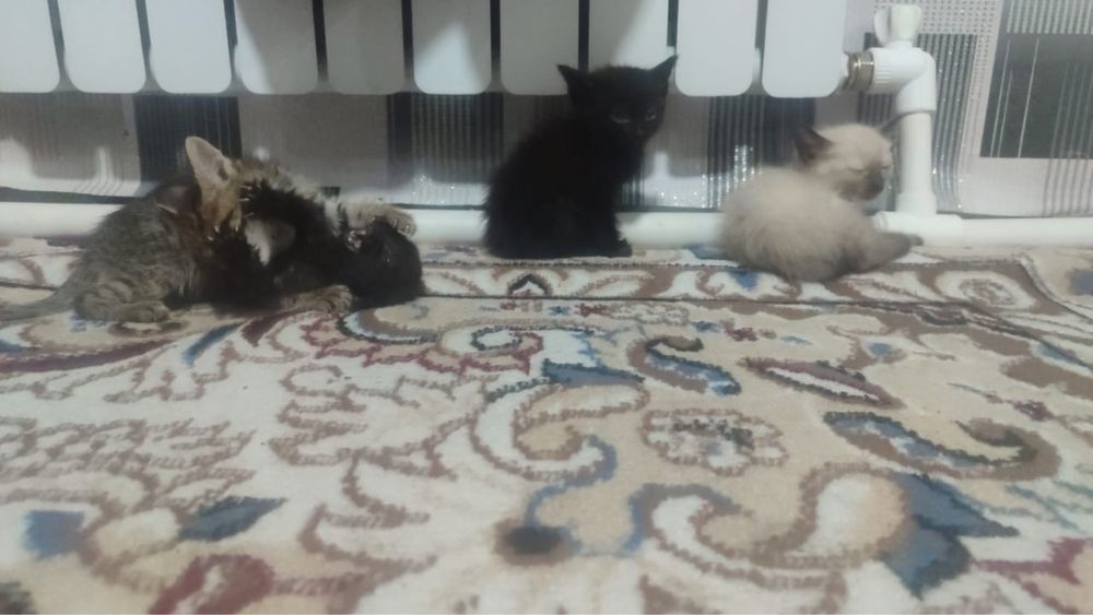 Отдам котят в добрые руки