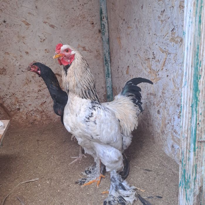 Продам петуха брама