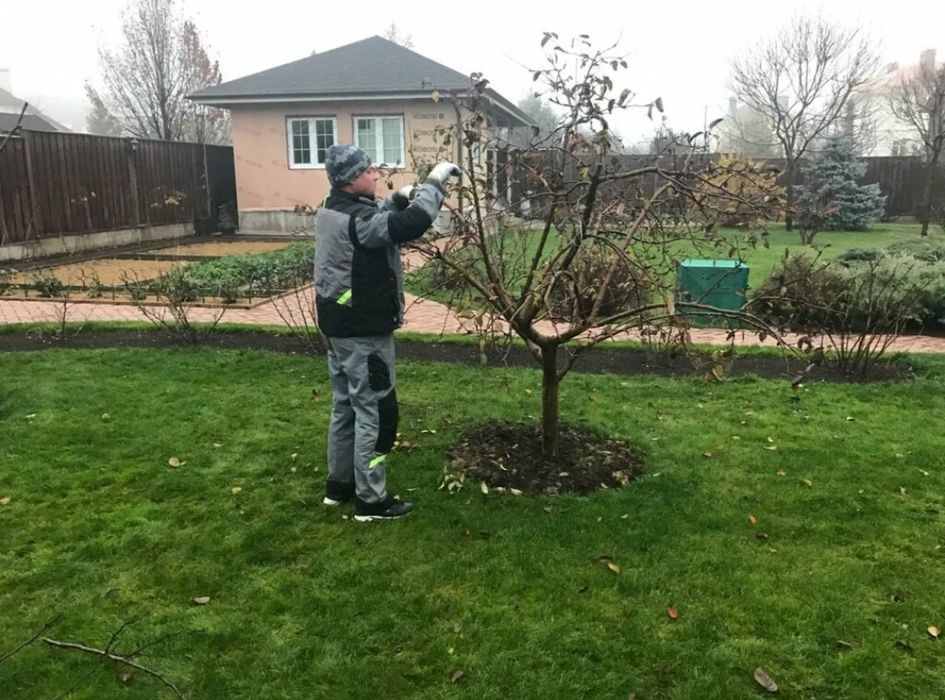 Обрезка деревьев вашего сада