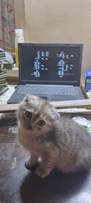 Skottish fold 2 oylik