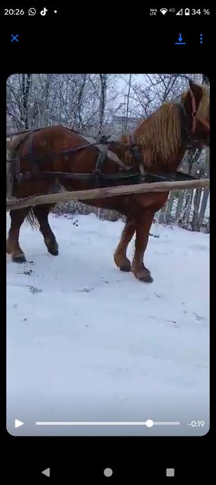 Cal castrat de vanzare