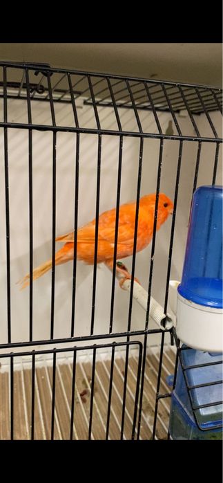 Canari de vanzare