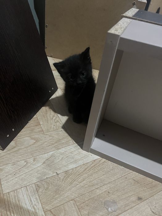 Одтам котёнка в добрые руки