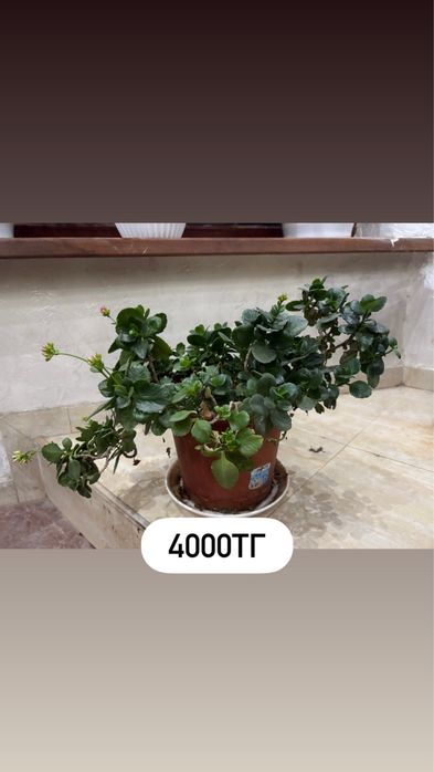 Молочай, эухарис, фикус макламе