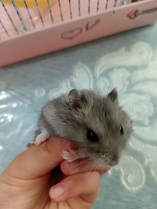 Продаю хомяка с клеткой