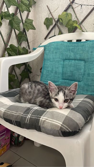 Dau spre adoptie puiuț pisica 3 luni KITTY
