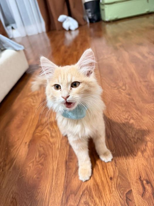 Мысық тегін берем, Милый котенок бесплатно